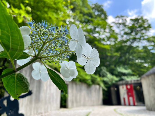 7月になりました🌼