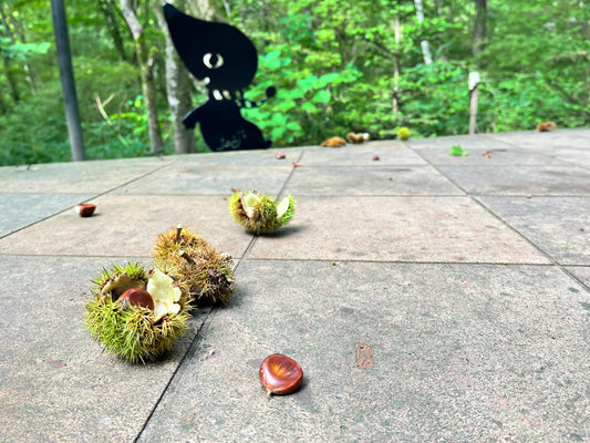実りの秋です🌰