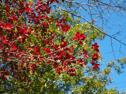紅葉が始まりました🍁