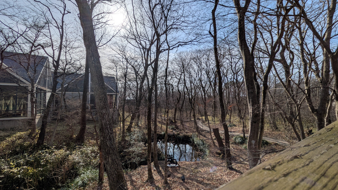 春らしい日が増えてきました🌼