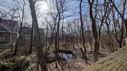 春らしい日が増えてきました🌼