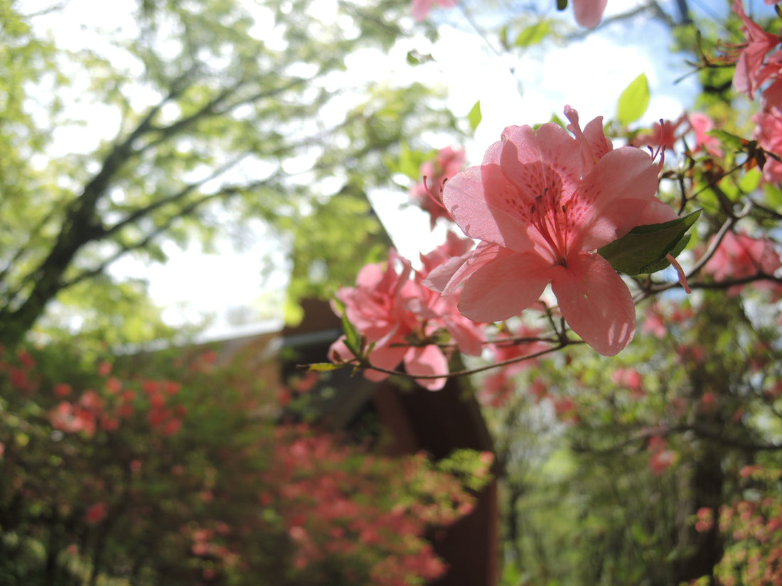 花も見頃を迎えています